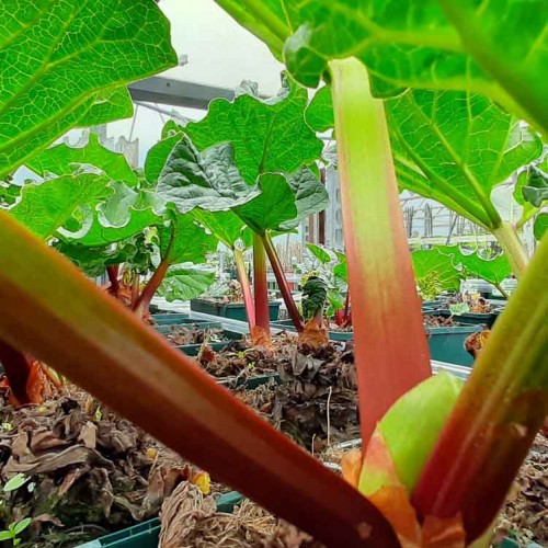 Rhubarb Plant Livingstone Rheum hybridum Pot Grown | ScotPlants Direct